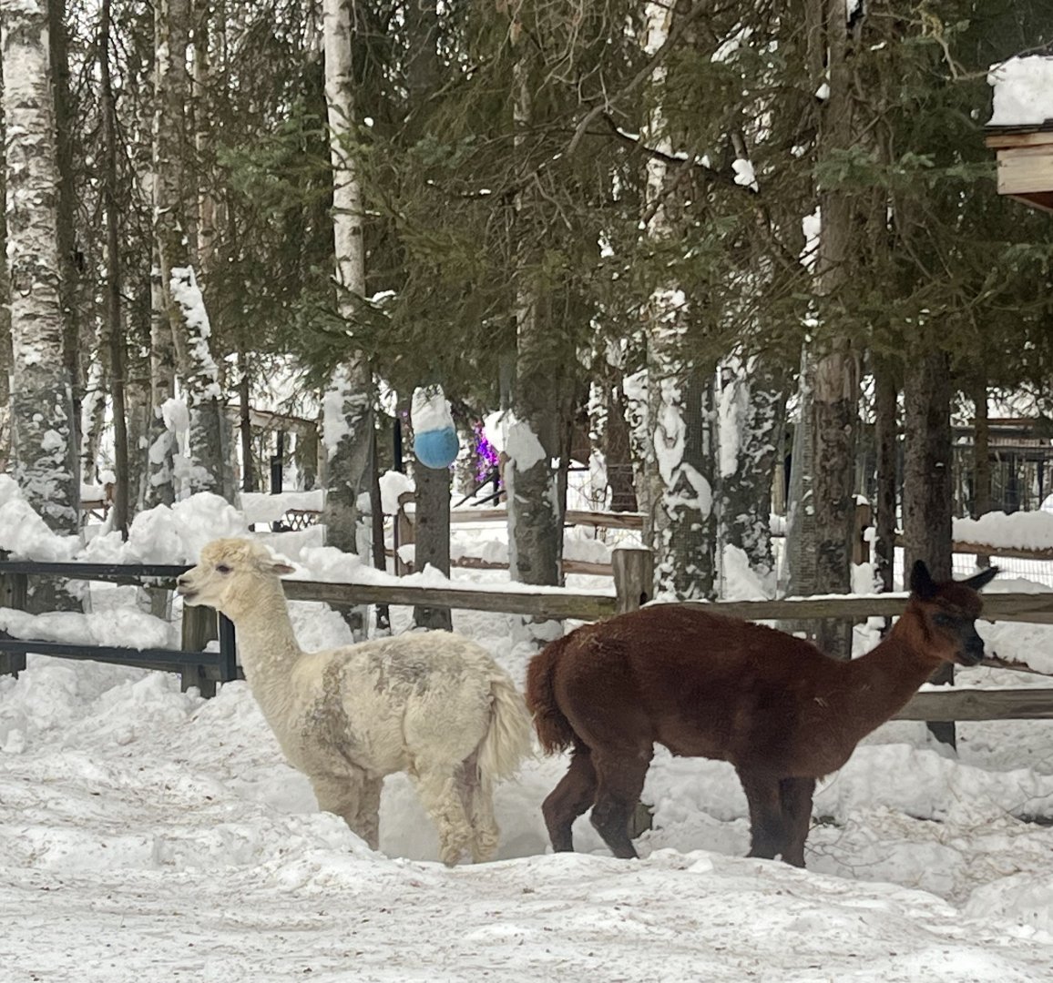 Alpacas