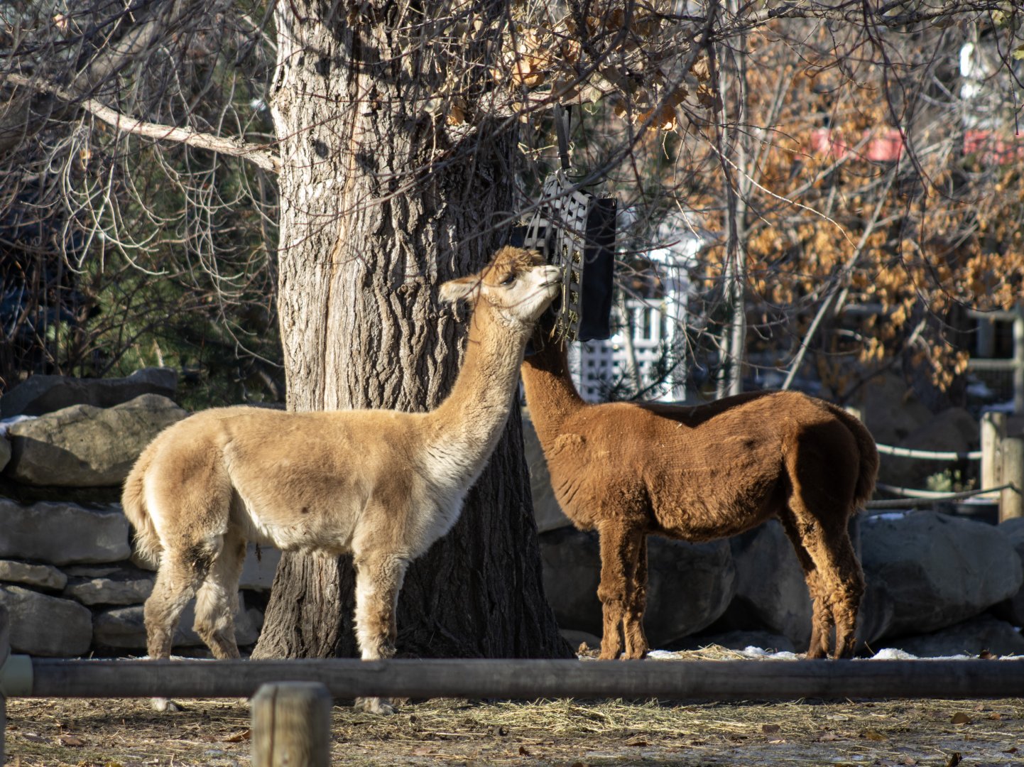 Alpacas