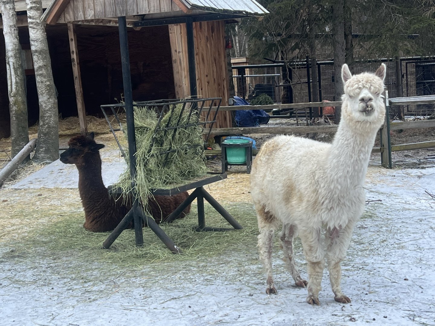 Alpacas