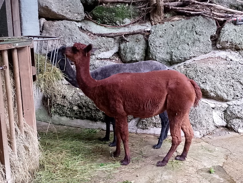 Alpacas