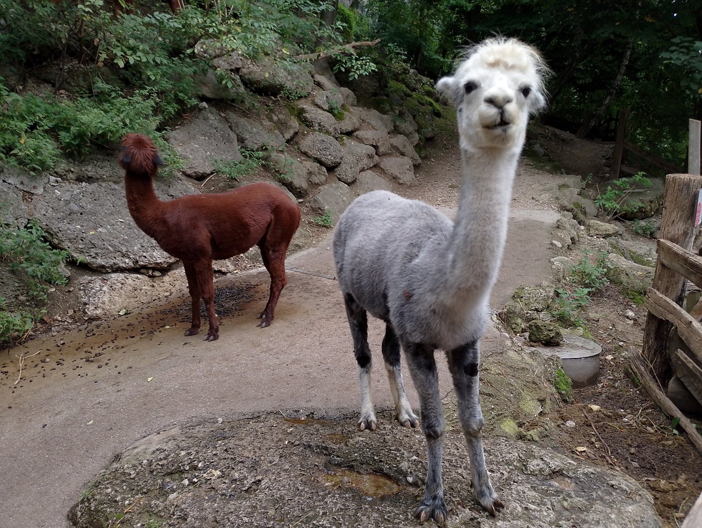 Alpacas