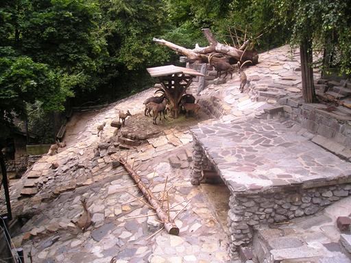 Alpenzoo Innsbrück (AT) alpine ibex 2004