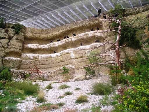 Alpenzoo Innsbrück (AT) Bald ibis 2004