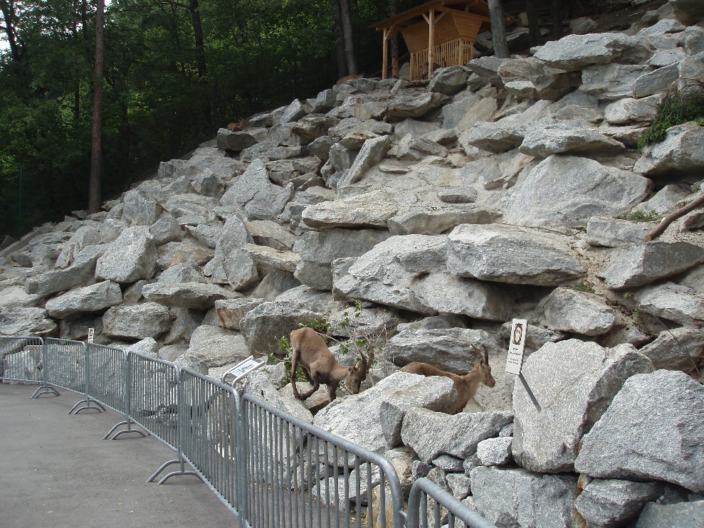 Alpenzoo Innsbruck - Ibex enclosure
