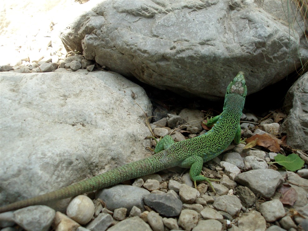 Alpenzoo Innsbruck - Lizard