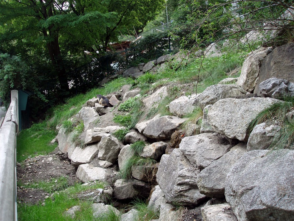 Alpenzoo Innsbruck - Marmot exhbit