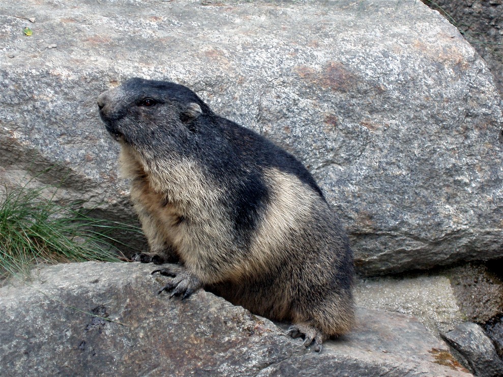 Alpenzoo Innsbruck - Marmot