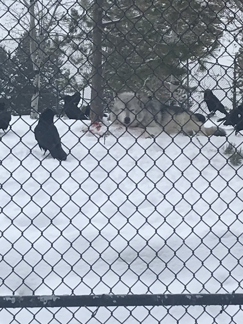 Alpha male of the Fossil Butte Pack