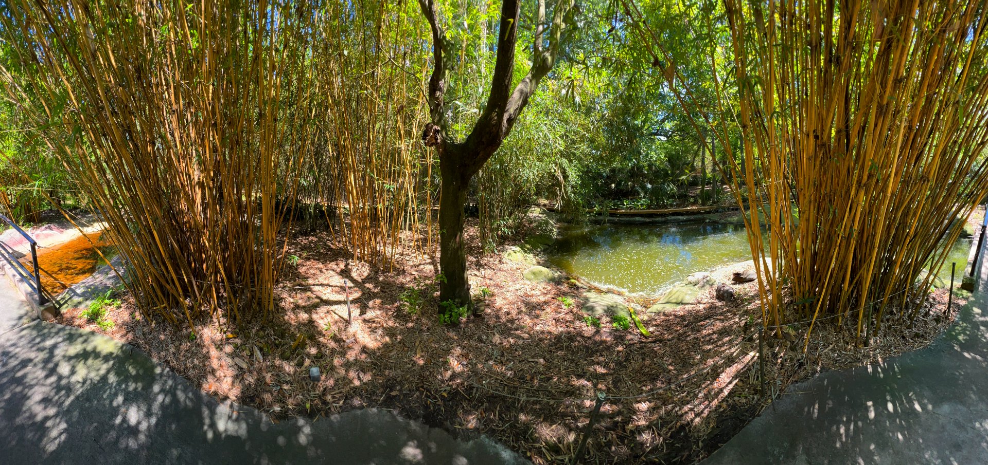Alphonse Karr Bamboo Grove