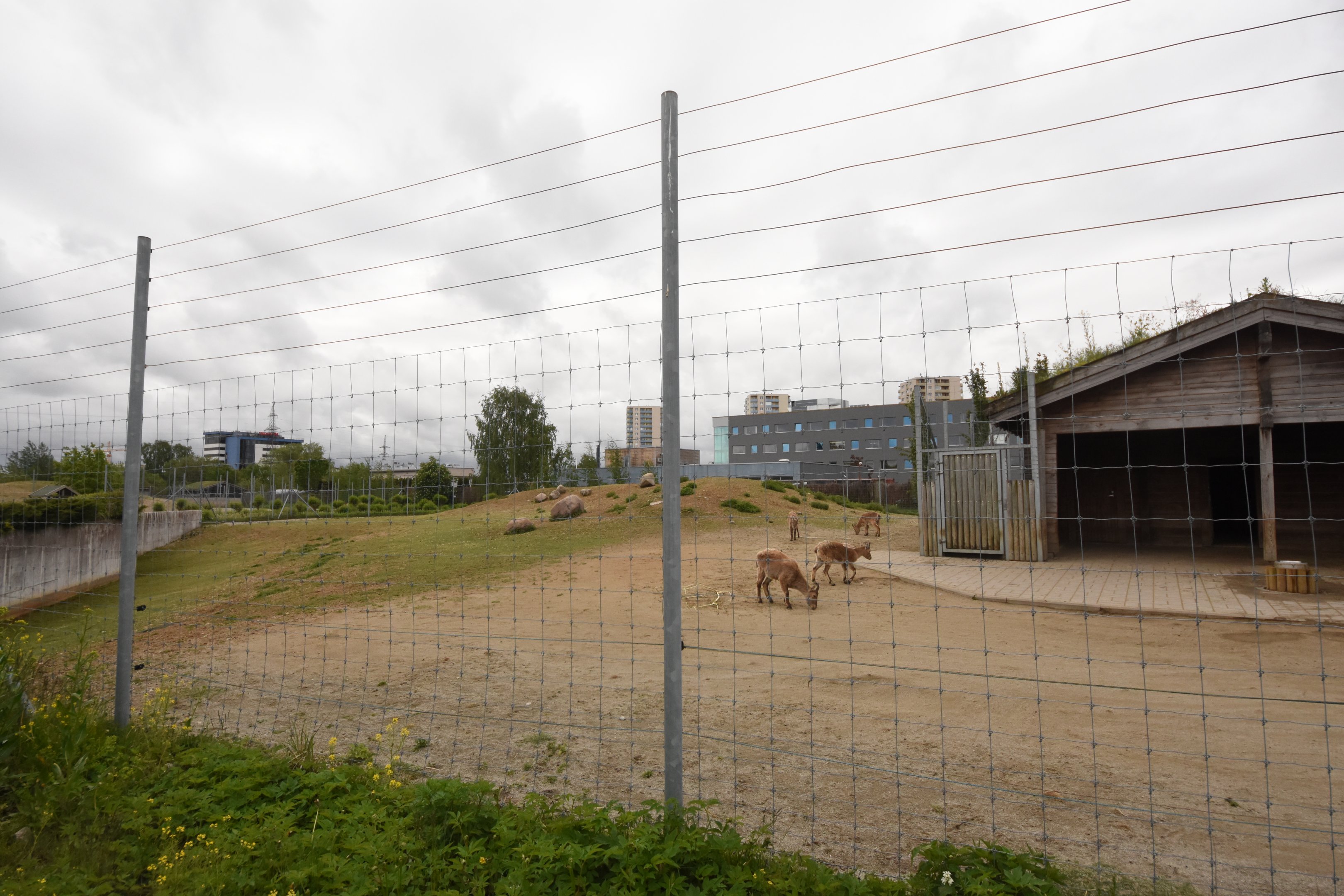 Alpinarium - typical Ibex enclosure