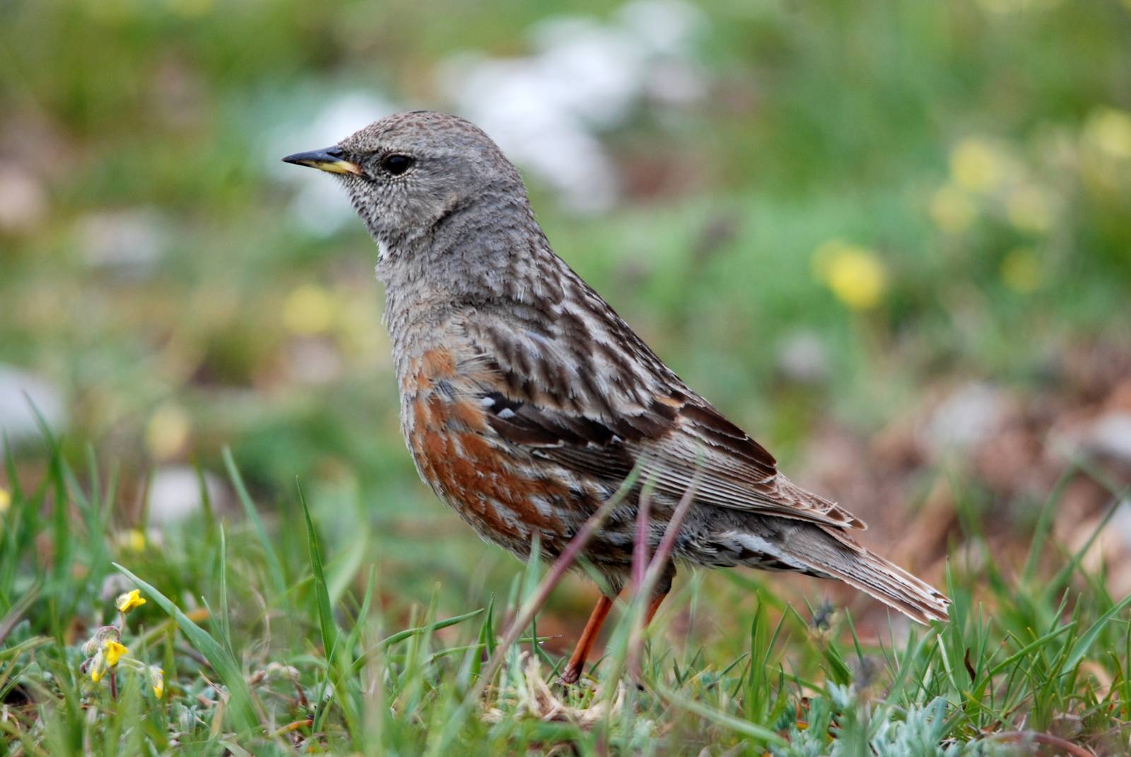 Alpine Accentor in the Picos de Europa NP, 12/06/15