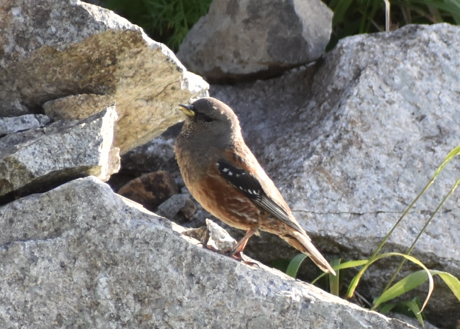 Alpine Accentor ~ Mt. Karamatsu, Hakuba