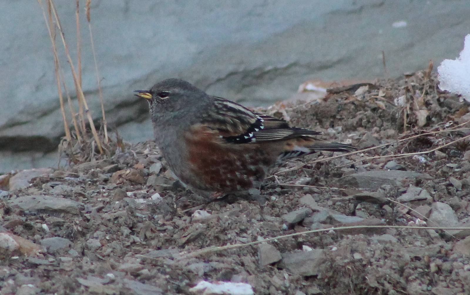 alpine accentor (Prunella collaris)