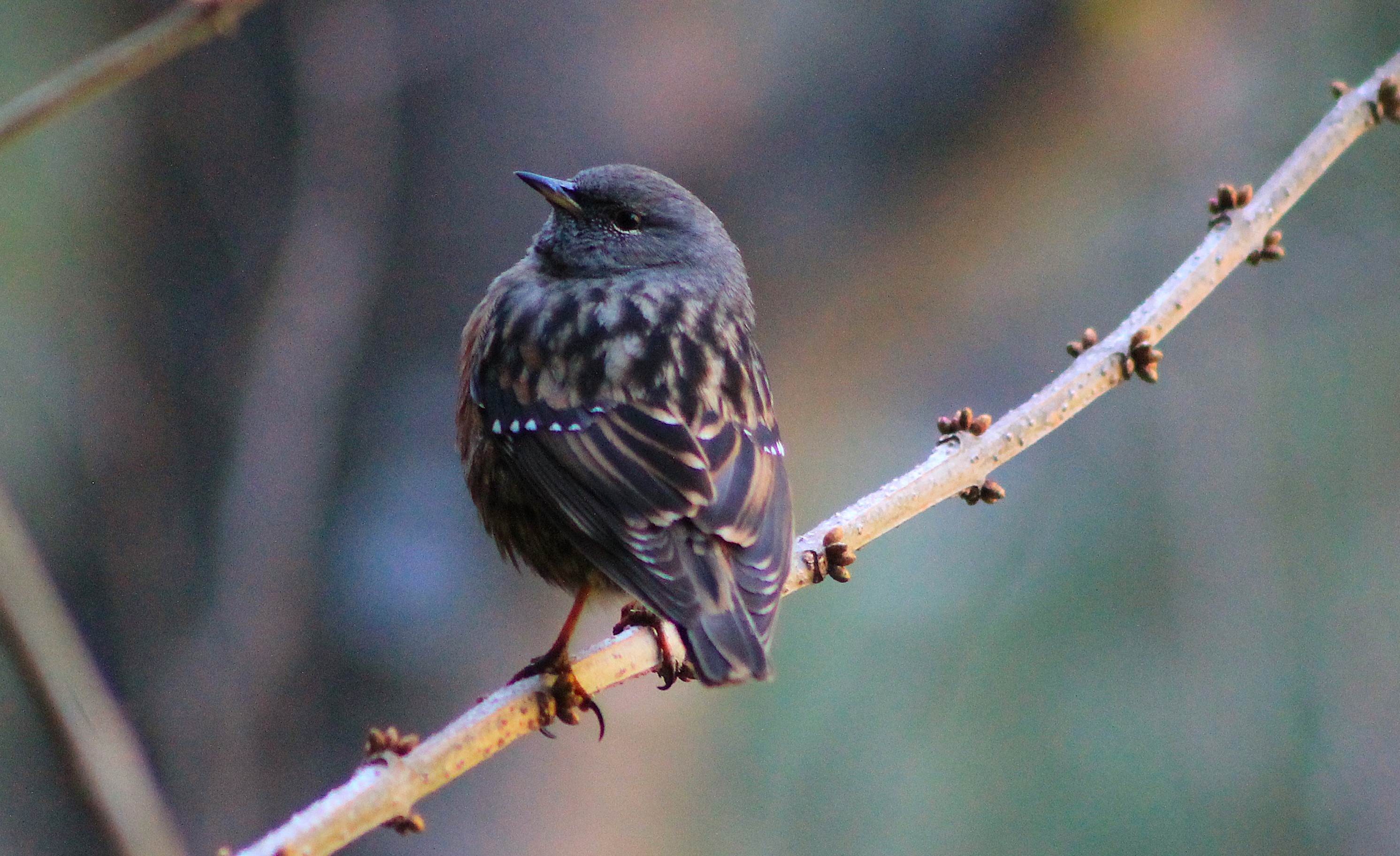 Alpine Accentor (Prunella collaris)