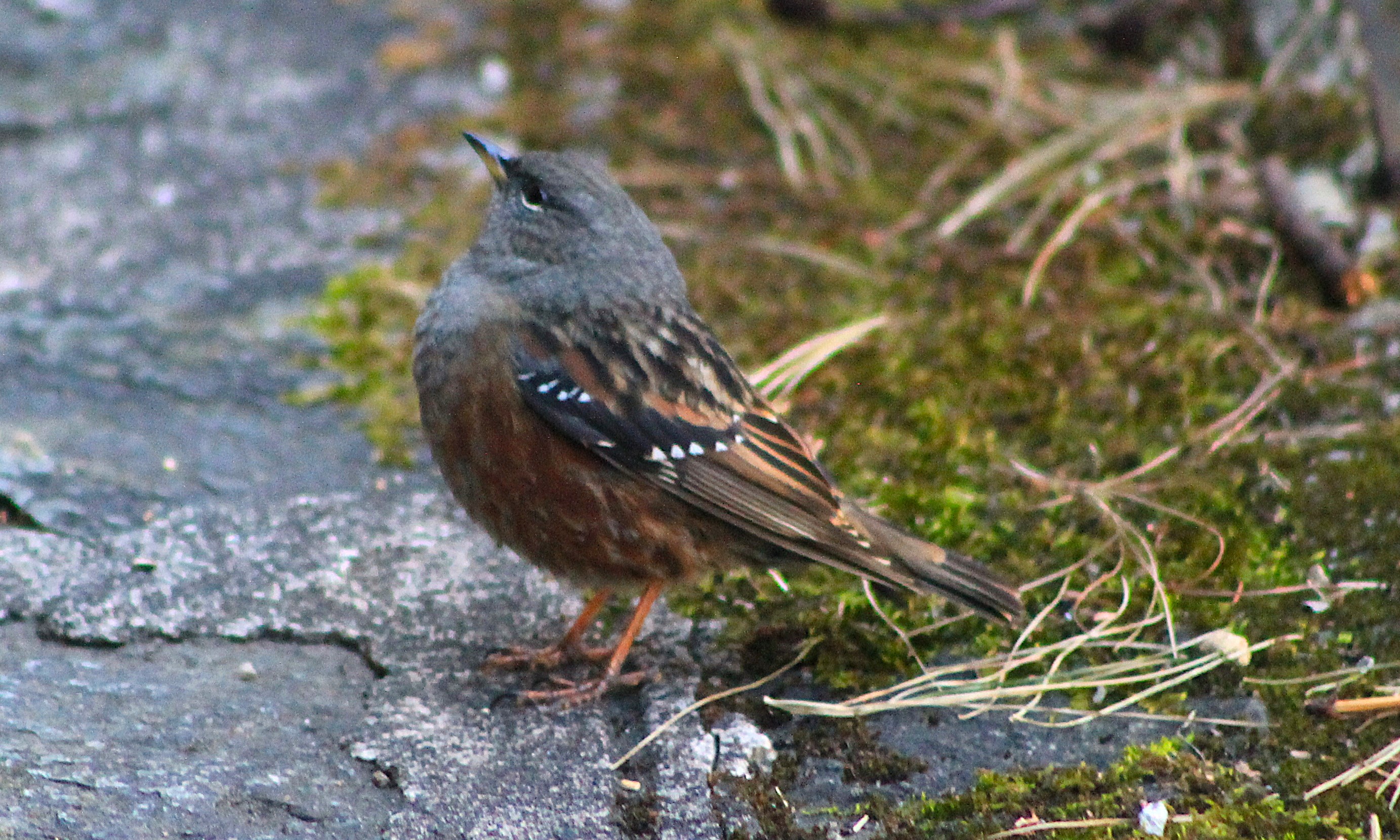 Alpine Accentor (Prunella collaris)