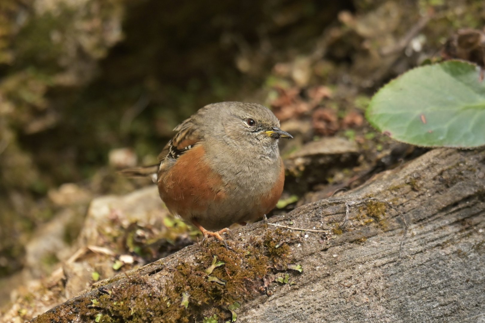 Alpine accentor Prunella collaris
