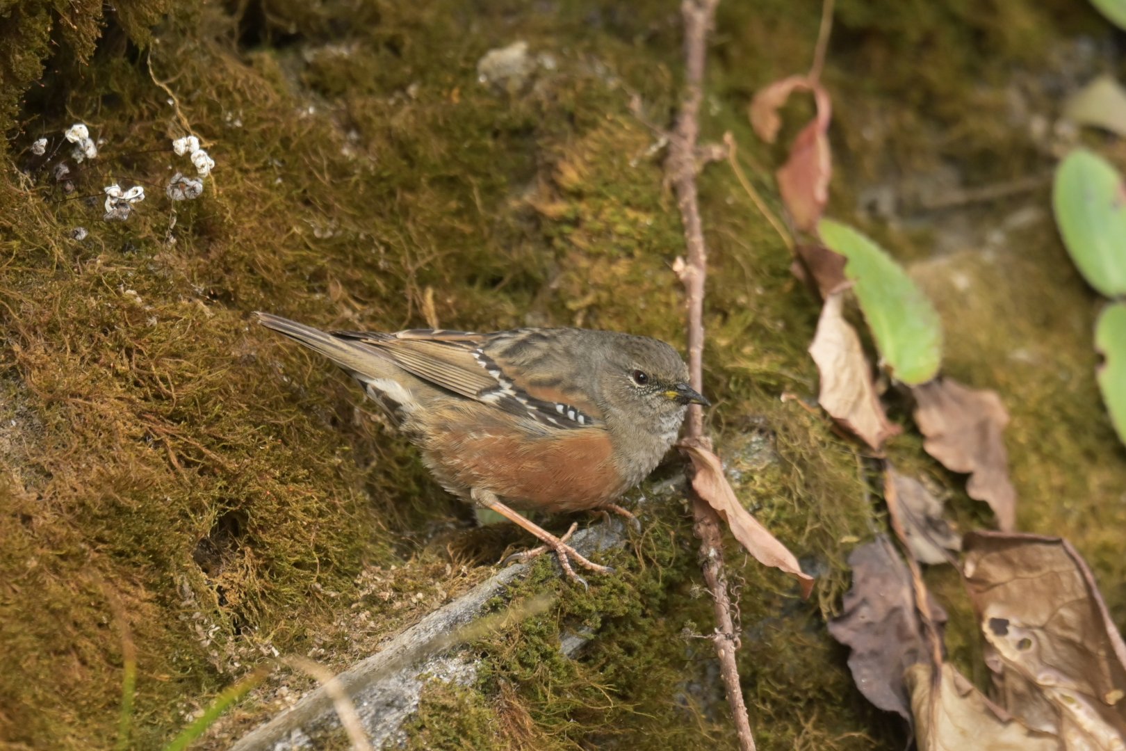 Alpine accentor Prunella collaris