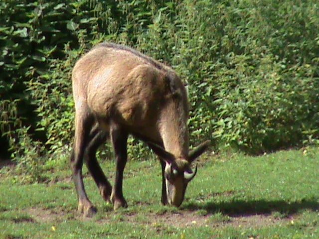 alpine chamois 050910