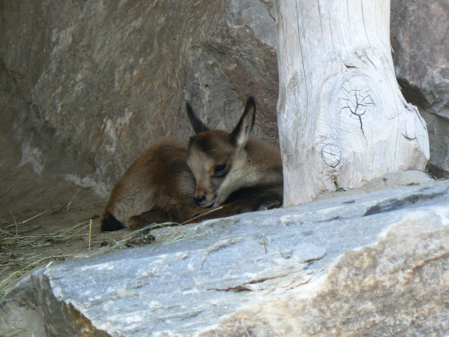 Alpine Chamois - 4 June 2019