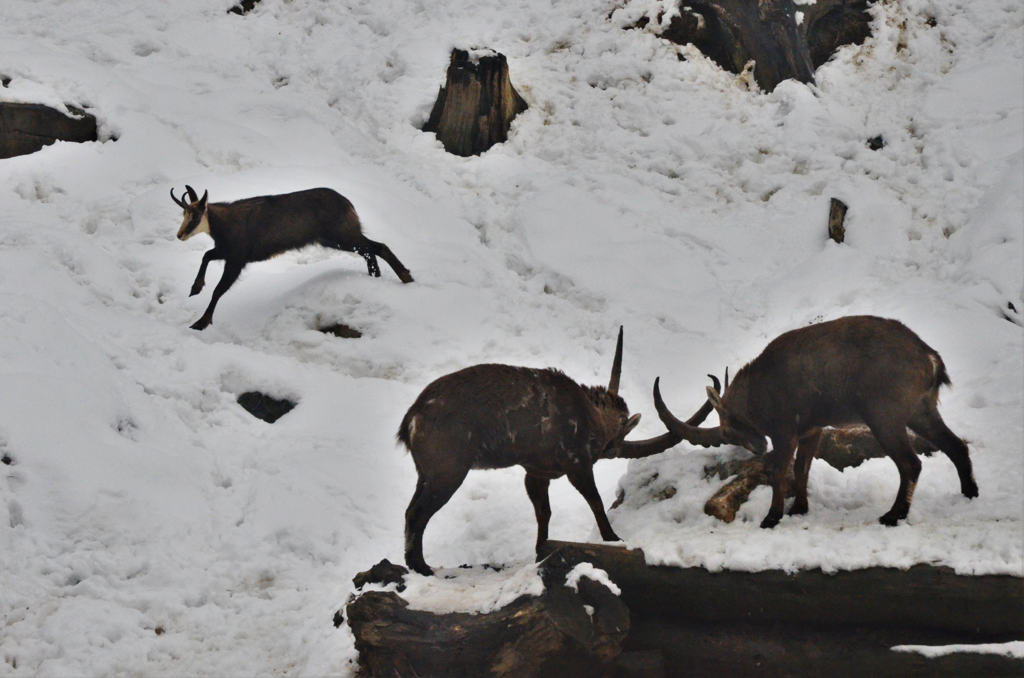 Alpine Chamois and Alpine Ibex at Ljubljana Zoo, 07/03/18