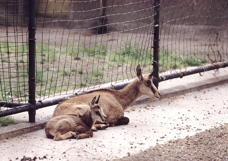 Alpine chamois at Belle Vue 1973