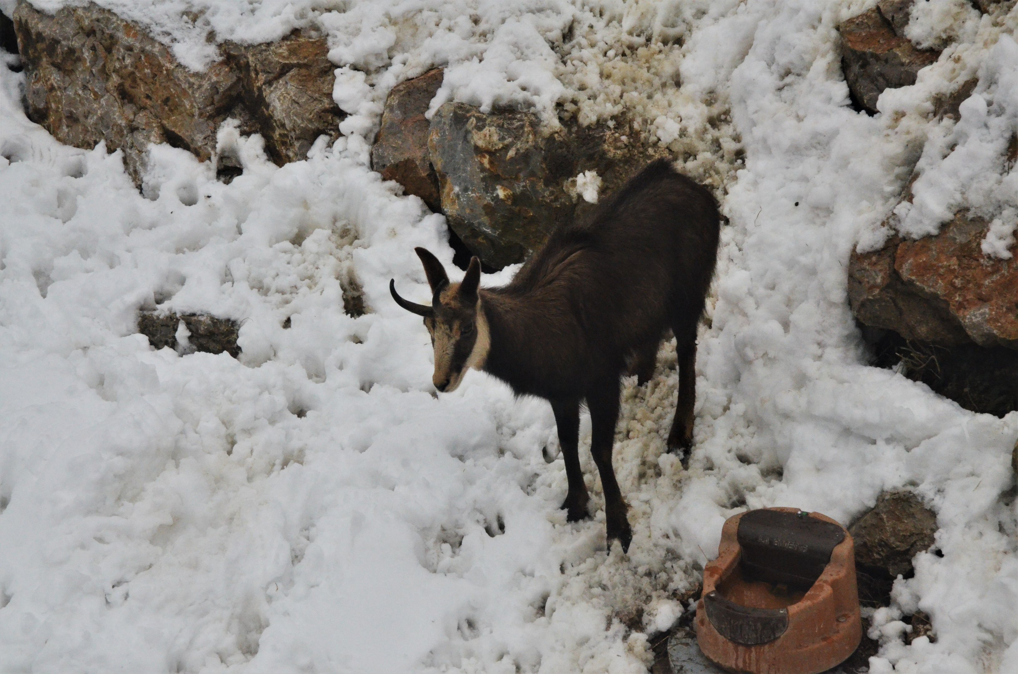 Alpine Chamois at Ljubljana Zoo, 07/03/18