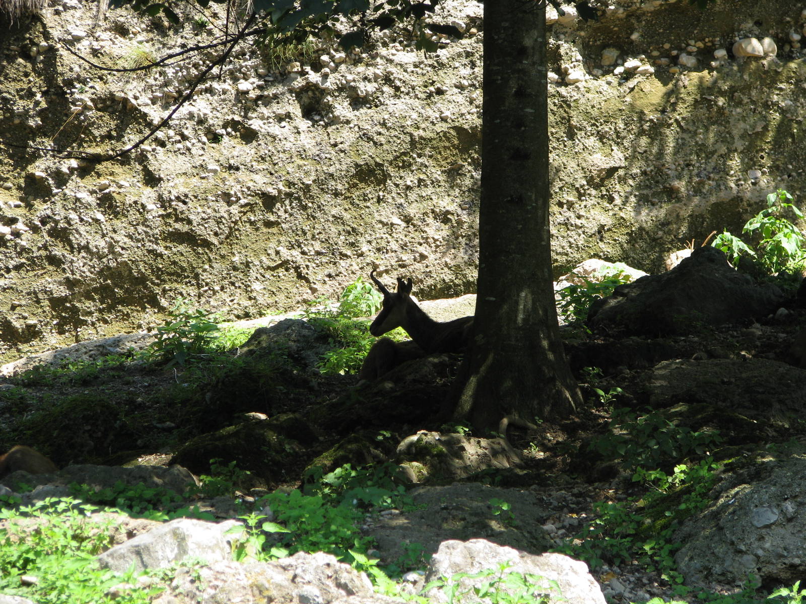 Alpine chamois - August 2011