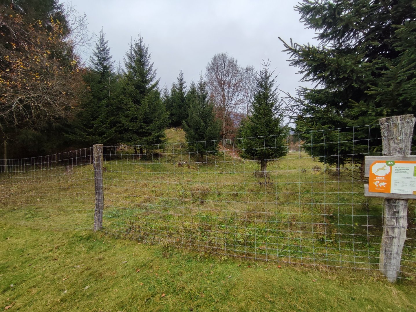 Alpine chamois enclosure 1 - Wildpark Grünau/Cumberland