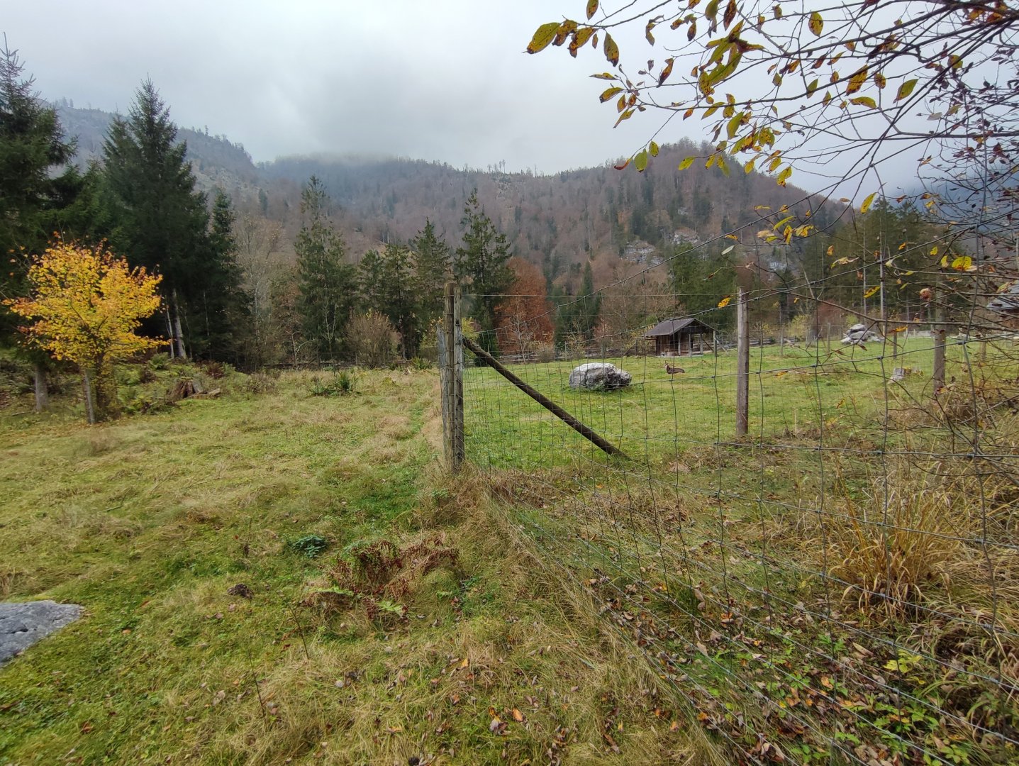 Alpine chamois enclosure 2 - Wildpark Grünau/Cumberland