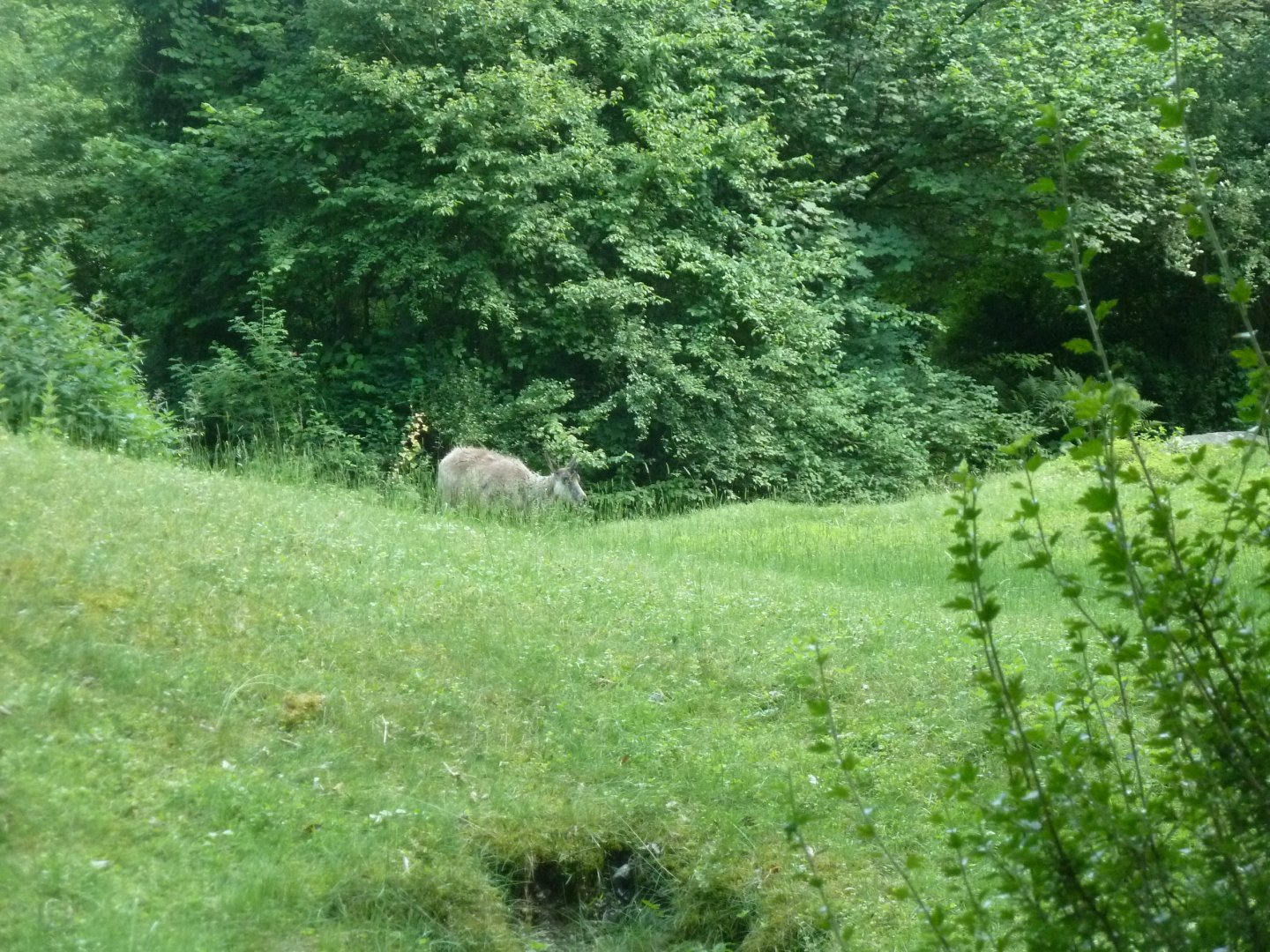 Alpine chamois enclosure