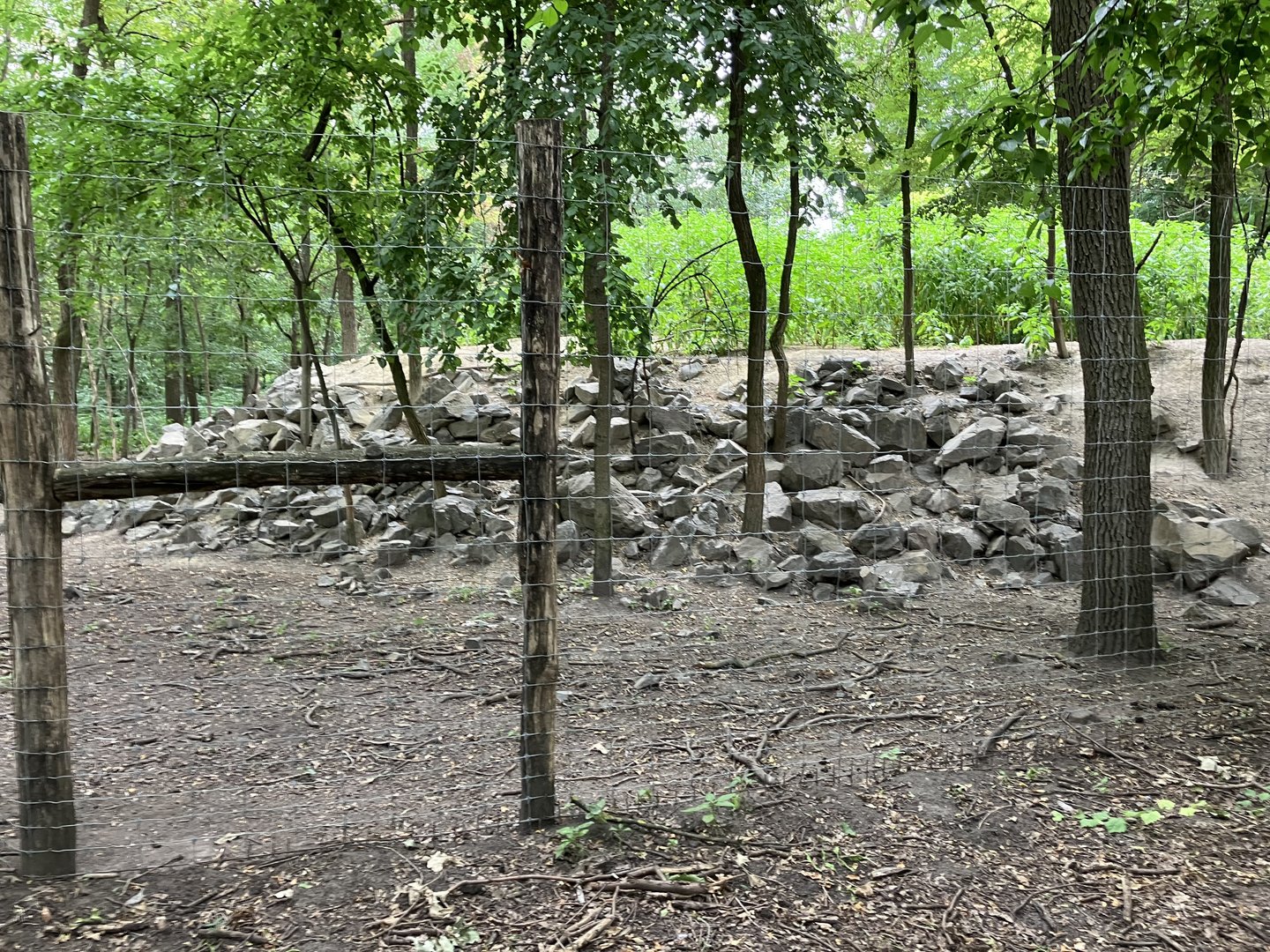 Alpine chamois enclosure