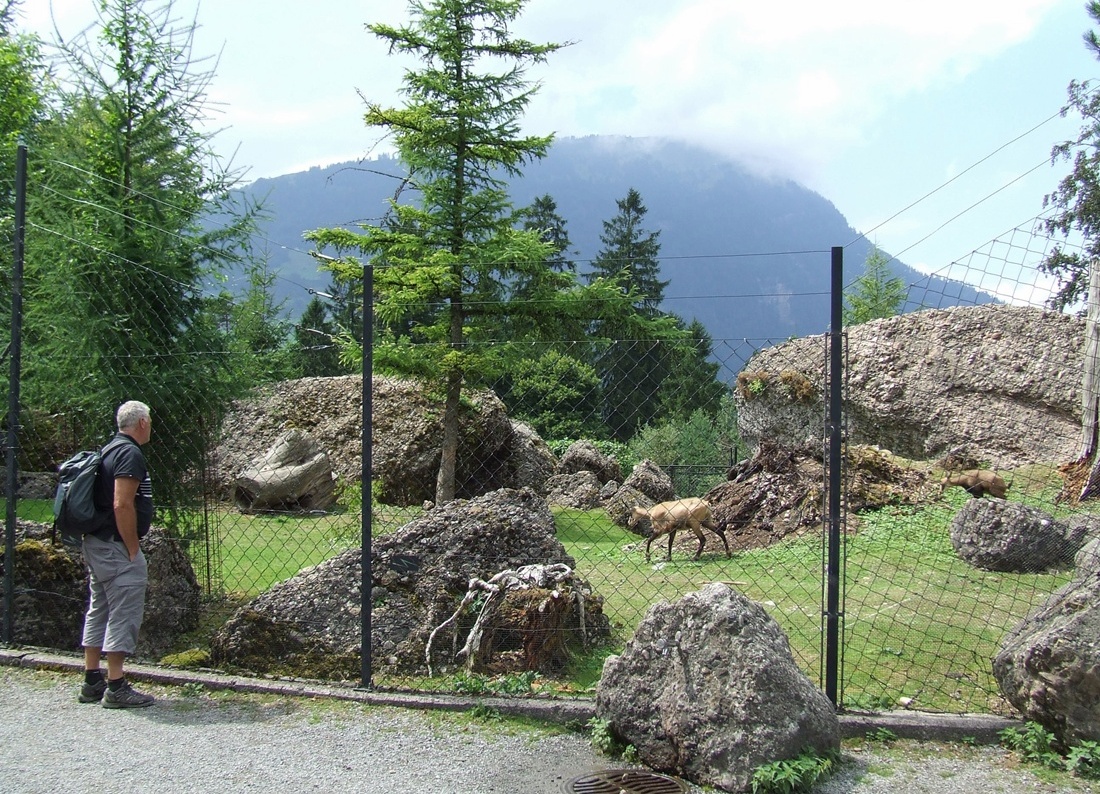 Alpine Chamois Exhibit