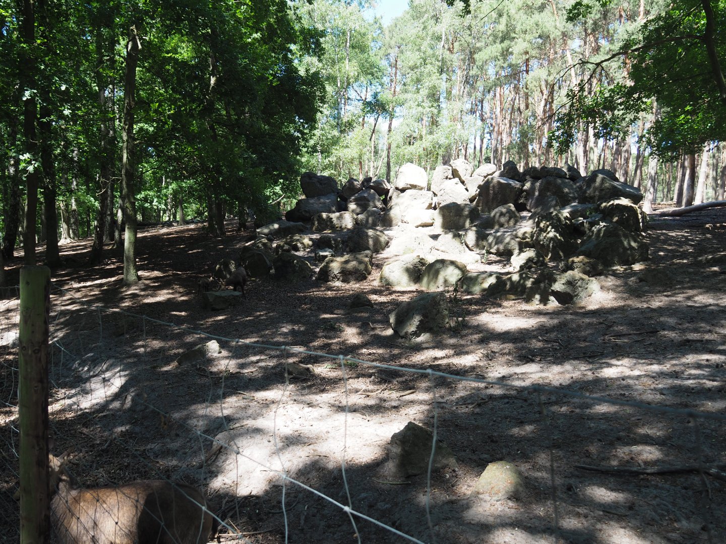 Alpine Chamois Exhibit