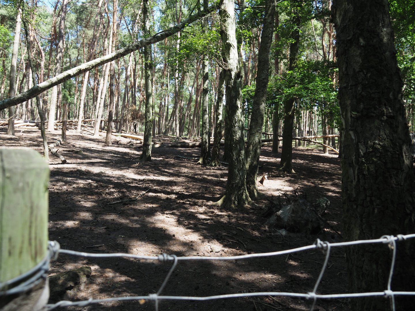 Alpine Chamois Exhibit
