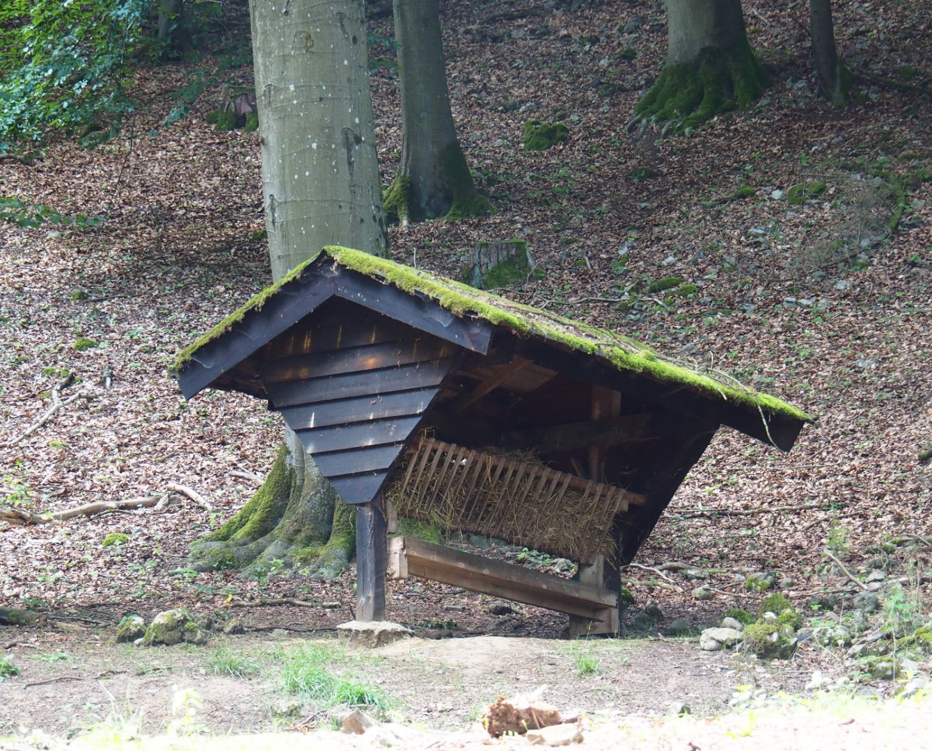 Alpine chamois feeding rack, 2020-07-12
