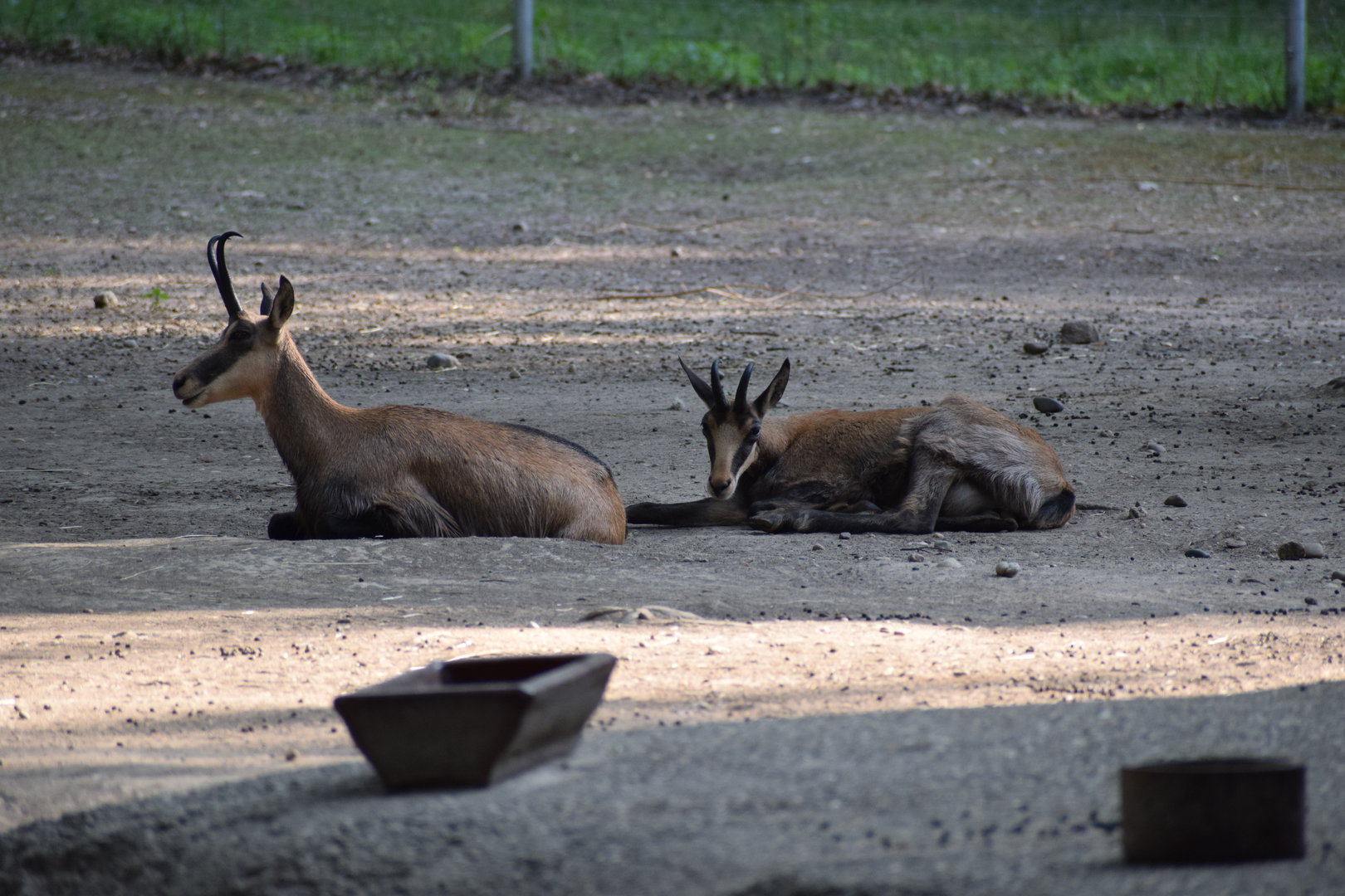 Alpine chamois - July 2023