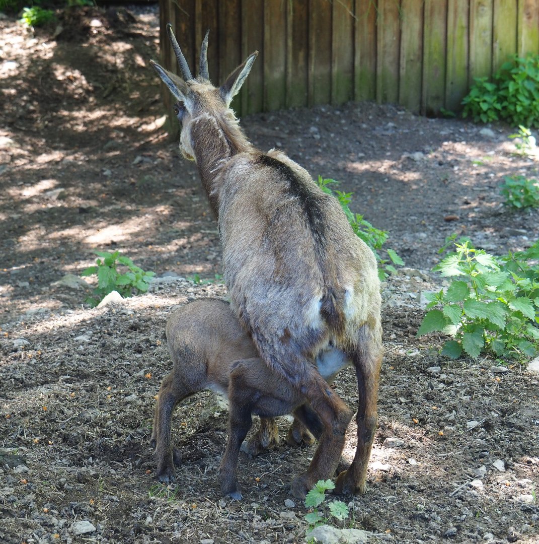 Alpine chamois nursing calf (Rupicapra rupicapra rupicapra), 2021-05-29