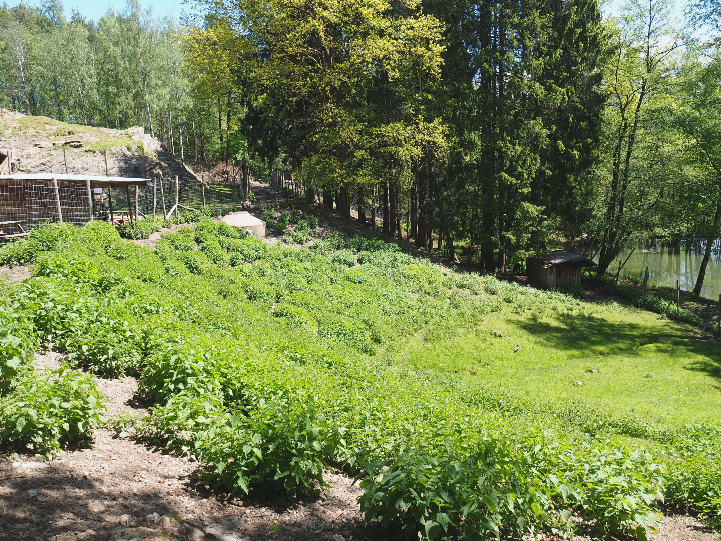 Alpine chamois paddock, 2021-05-29