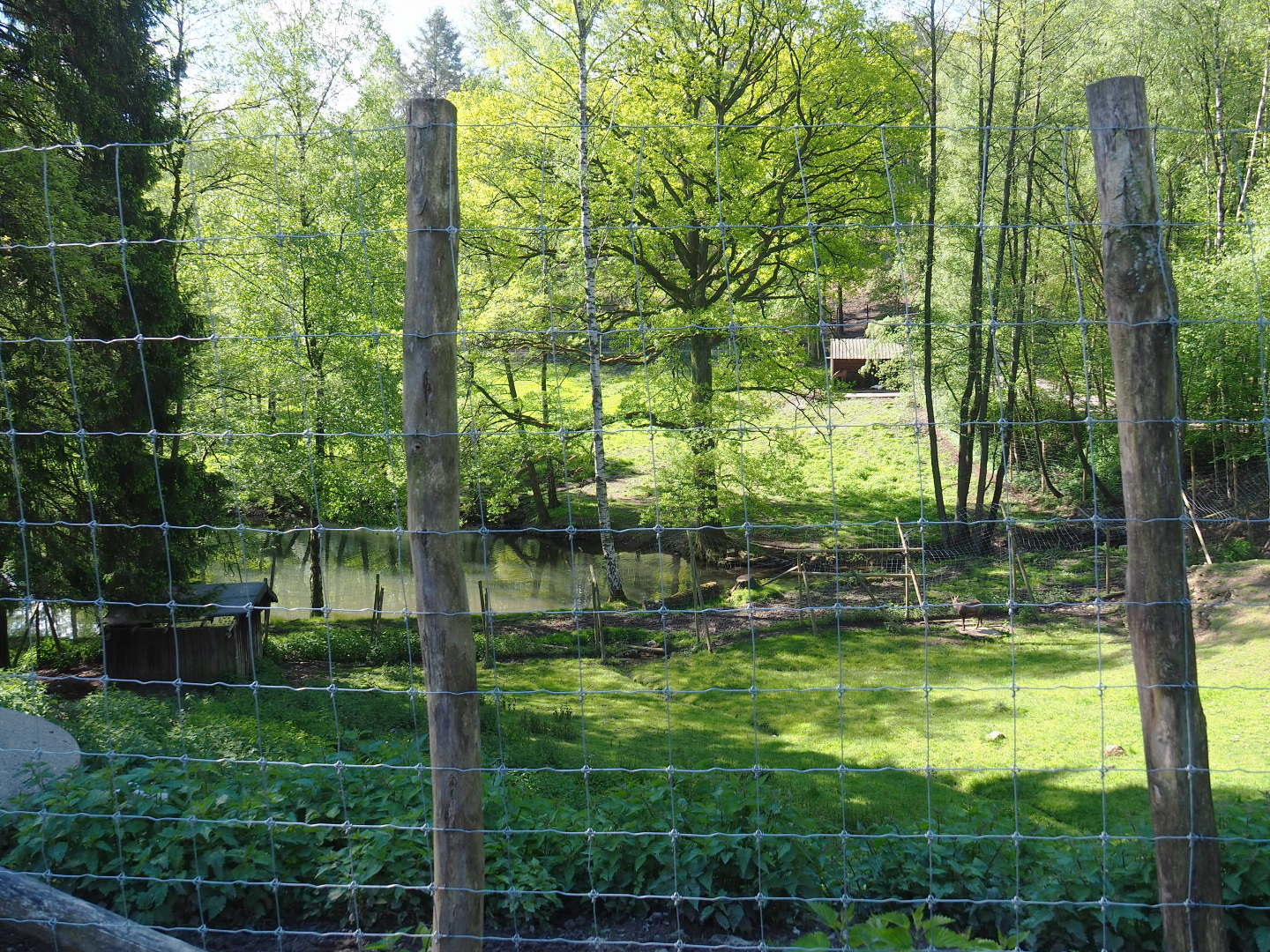 Alpine chamois paddock, 2021-05-29