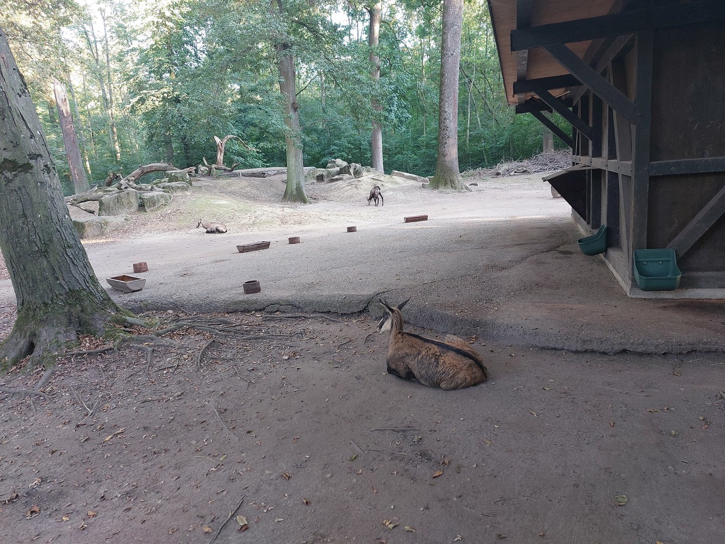 Alpine chamois paddock