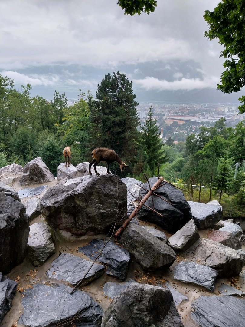 Alpine chamois (Rubicapra rubicapra rubicapra)
