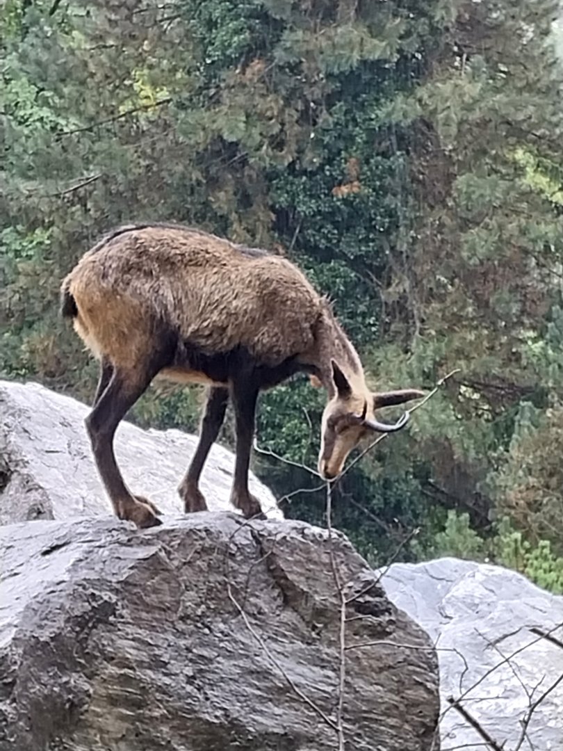 Alpine chamois (Rubicapra rubicapra rubicapra)