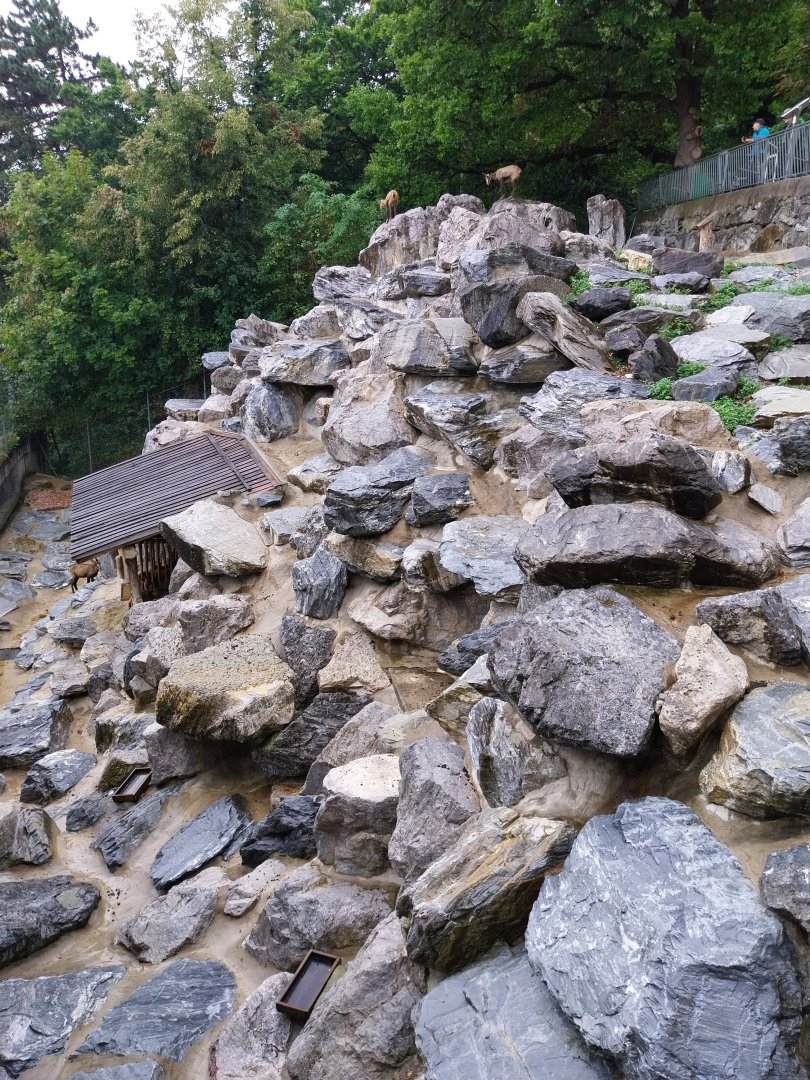 Alpine chamois (Rubicapra rubicapra rubicapra)