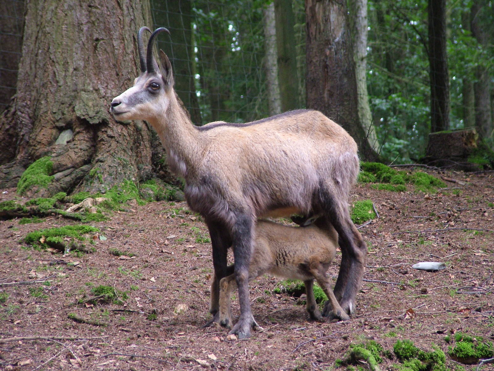 Alpine Chamois (Rupicapra rupicapra) at Wildpark Lueneberger Heide 2007