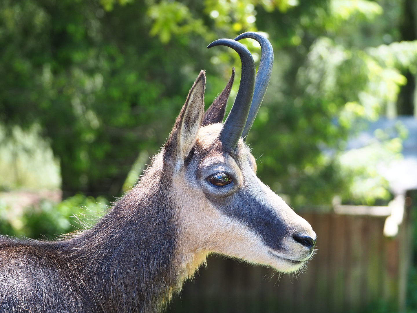 Alpine chamois (Rupicapra rupicapra rupicapra), 2021-05-29