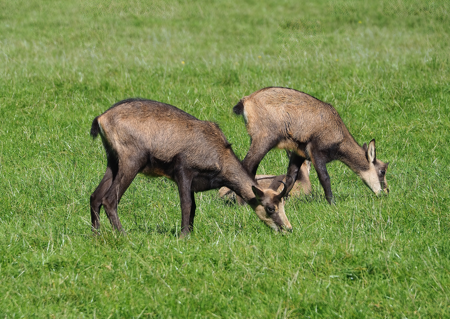 Alpine chamois (Rupicapra rupicapra rupicapra), 2023-09-26