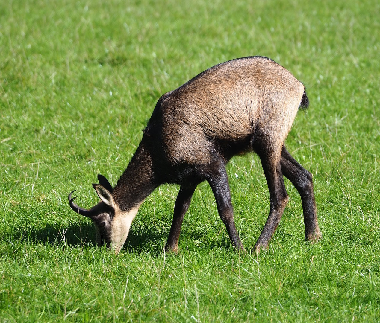 Alpine chamois (Rupicapra rupicapra rupicapra), 2023-09-26