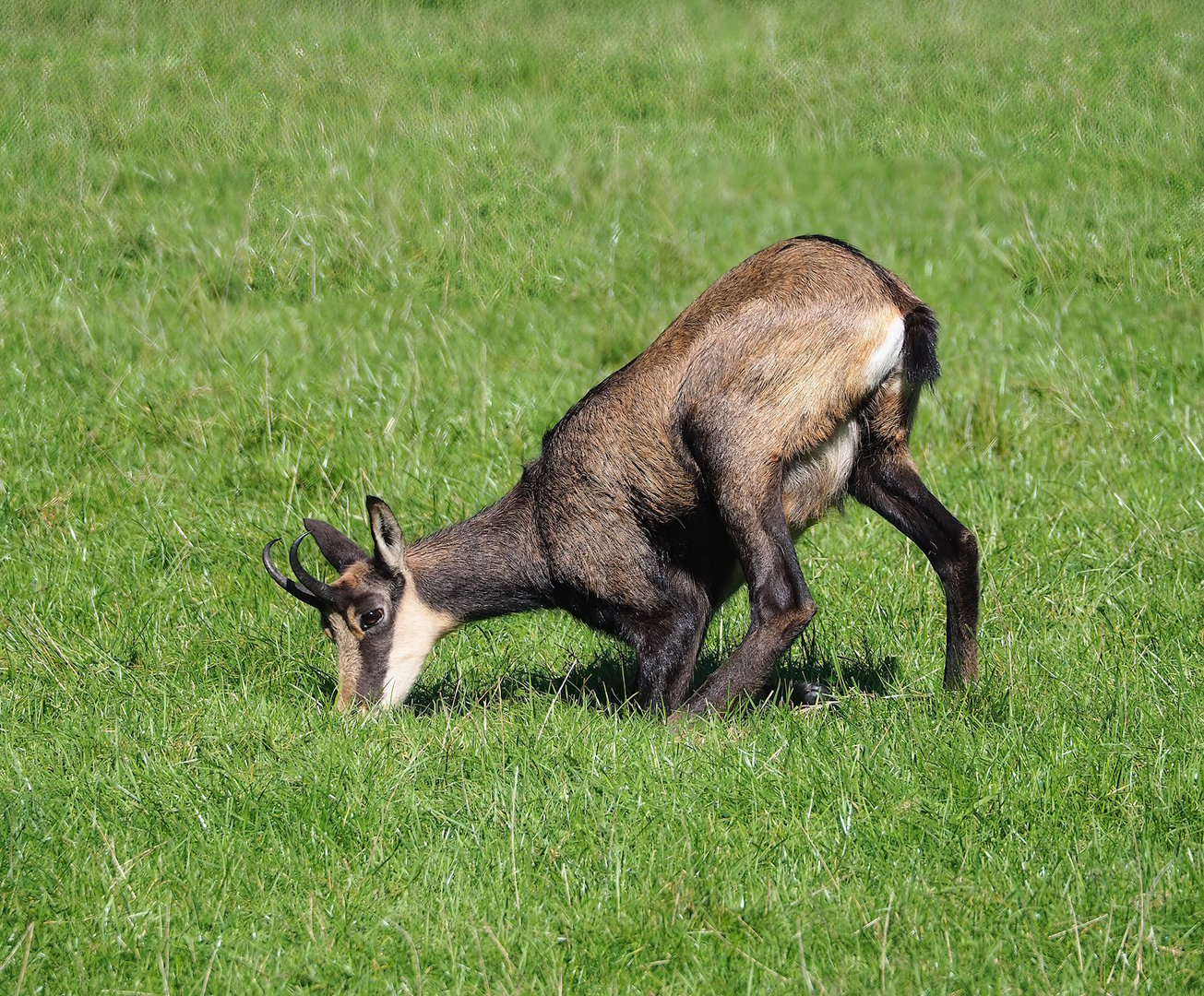 Alpine chamois (Rupicapra rupicapra rupicapra), 2023-09-26