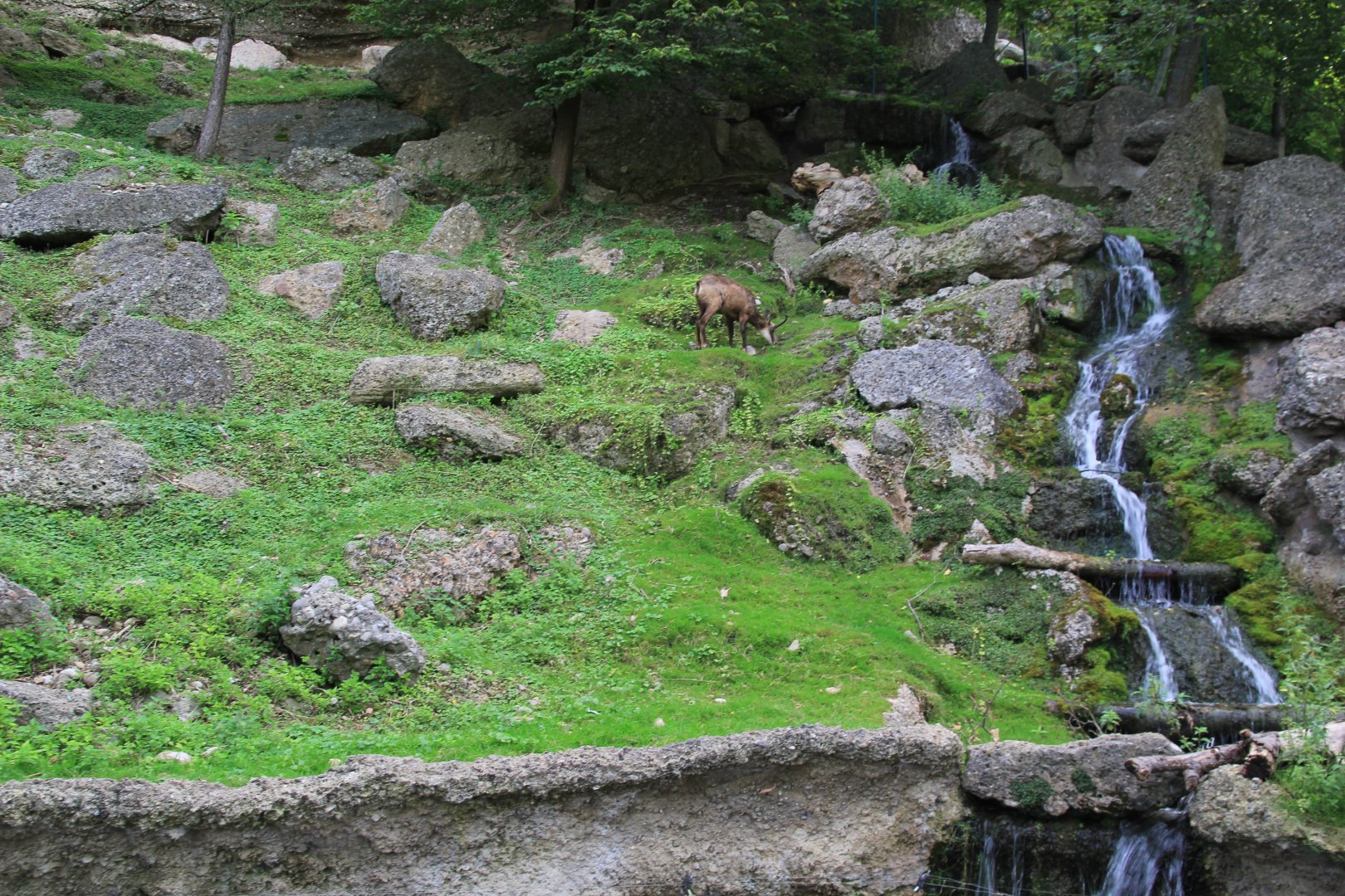 Alpine Chamois (Rupicapra rupicapra rupicapra) exhibit; July 2017