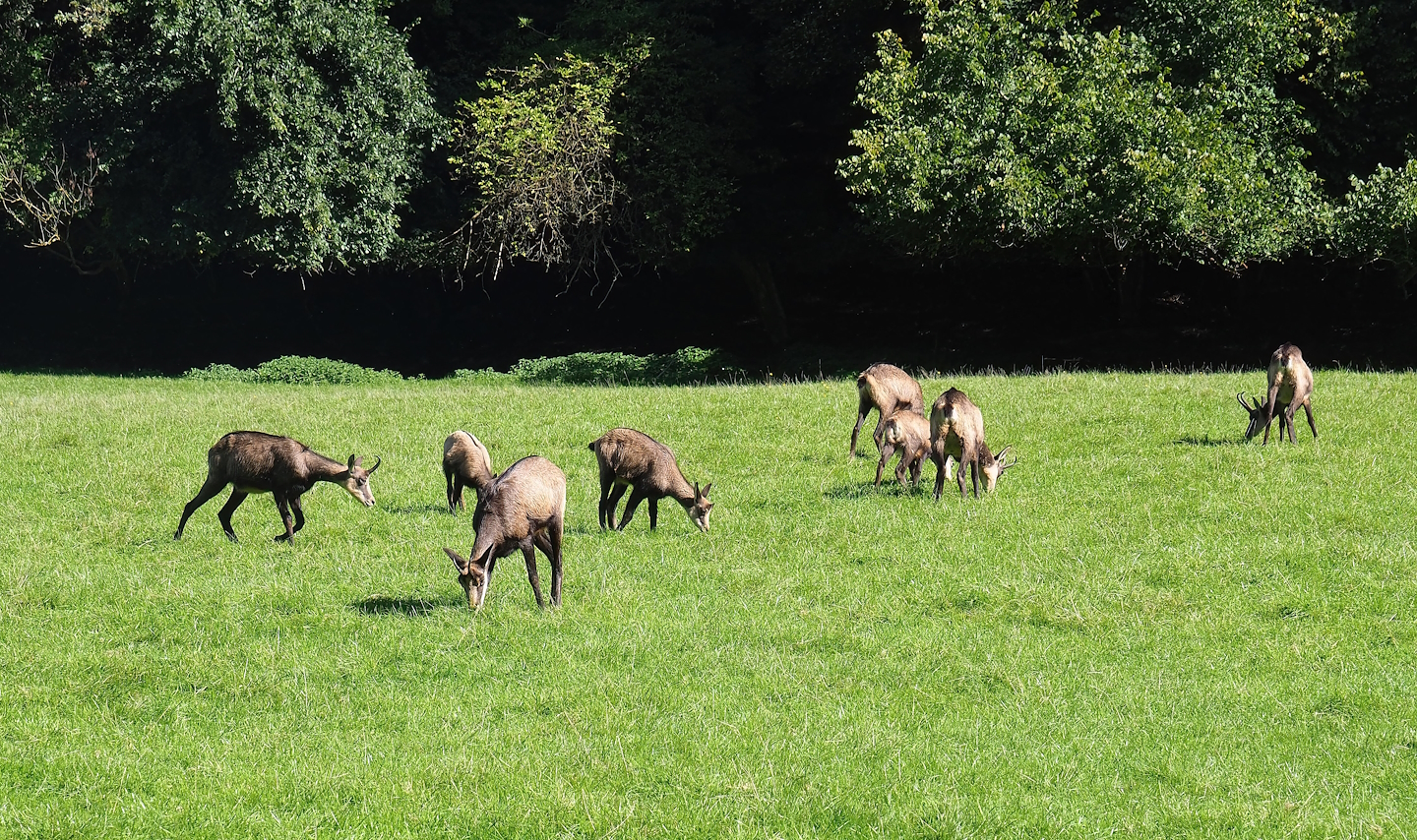 Alpine chamois (Rupicapra rupicapra rupicapra) herd, 2023-09-26